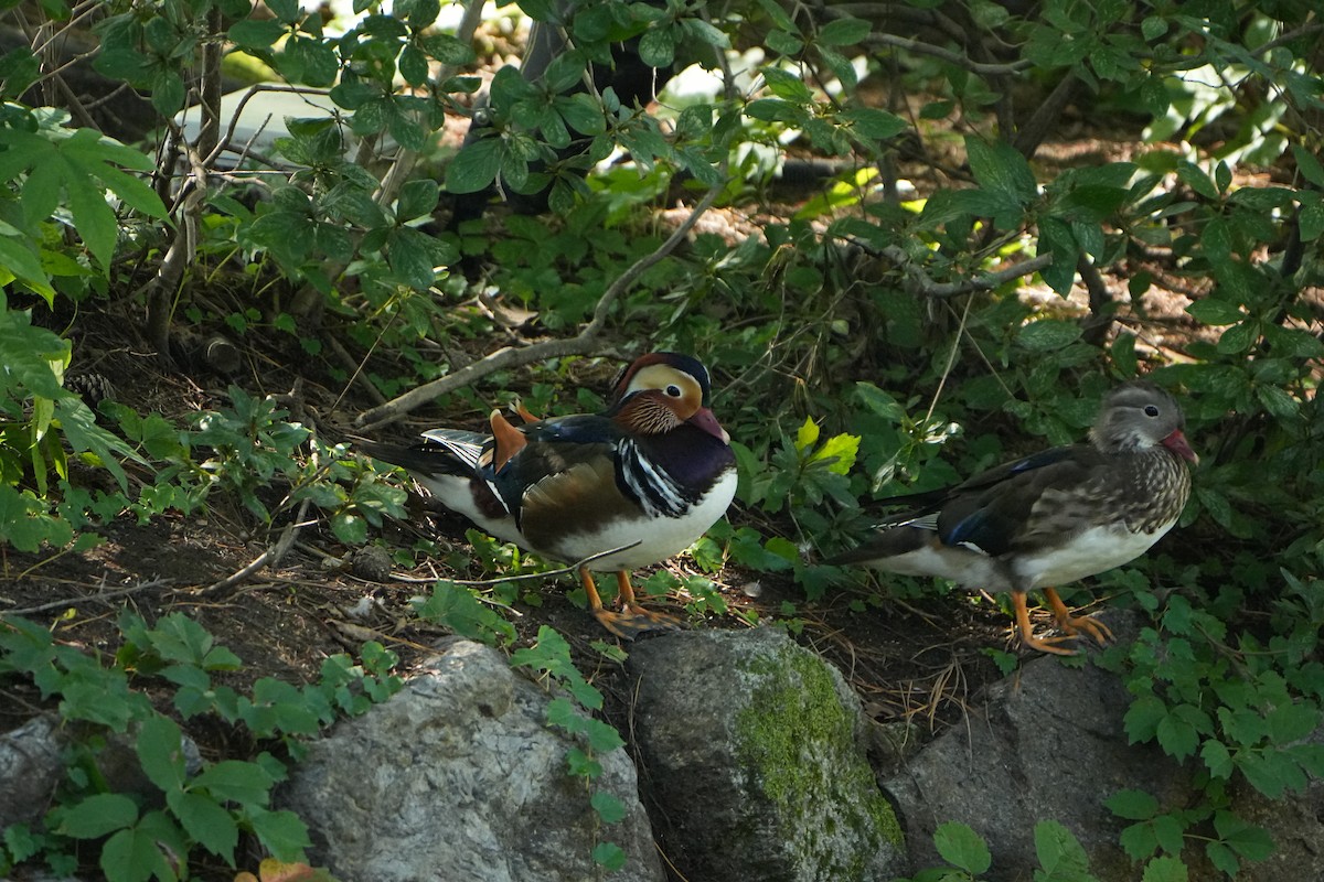Mandarin Duck - ML646827496