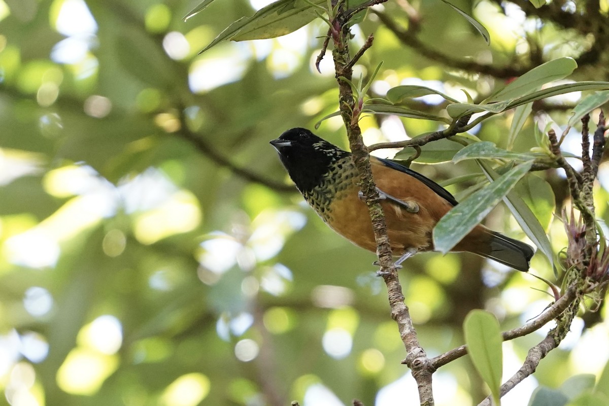 Spangle-cheeked Tanager - ML646827497