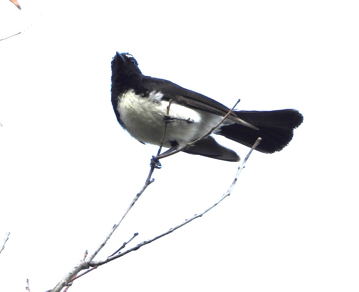 Willie-wagtail - ML646827498