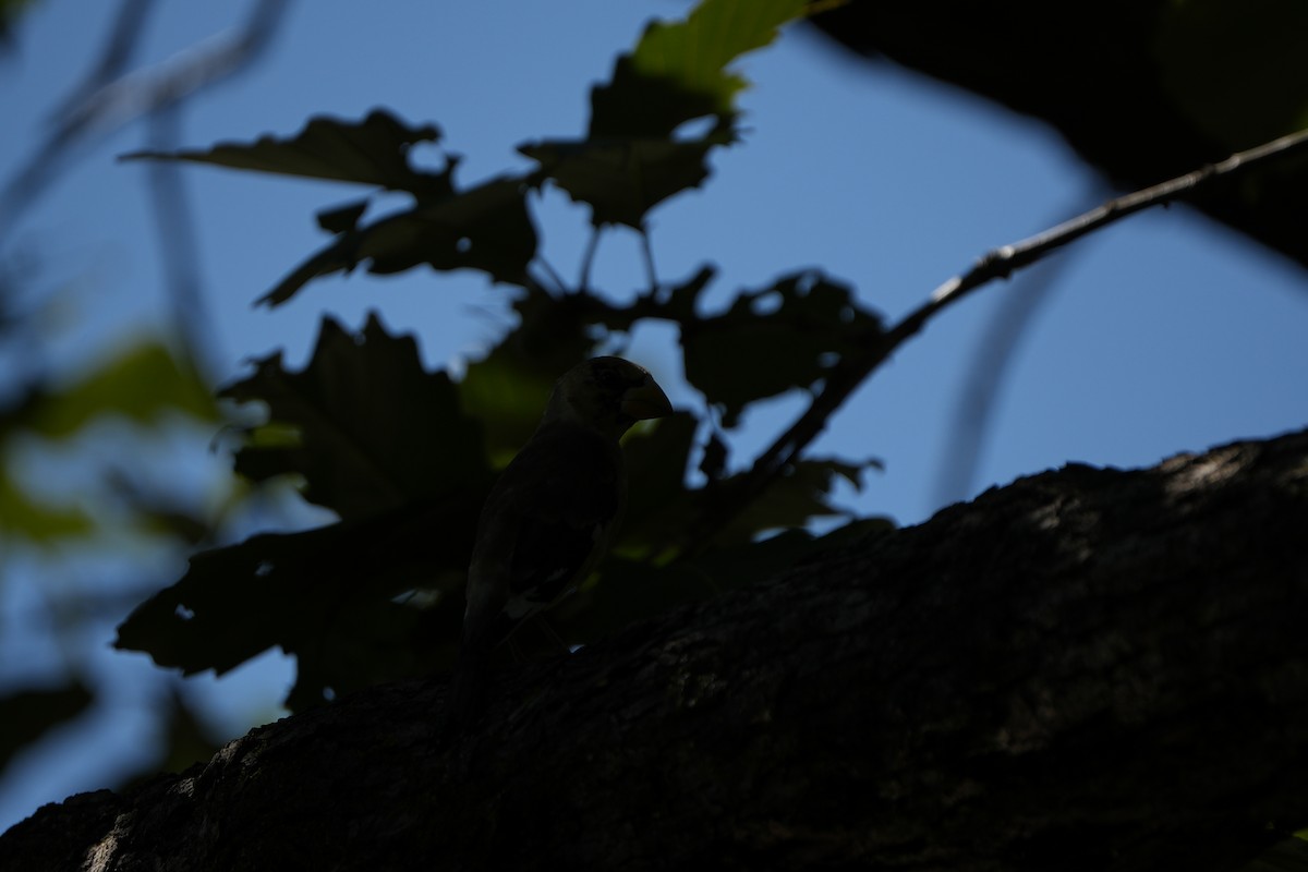 Yellow-billed Grosbeak - ML646827499