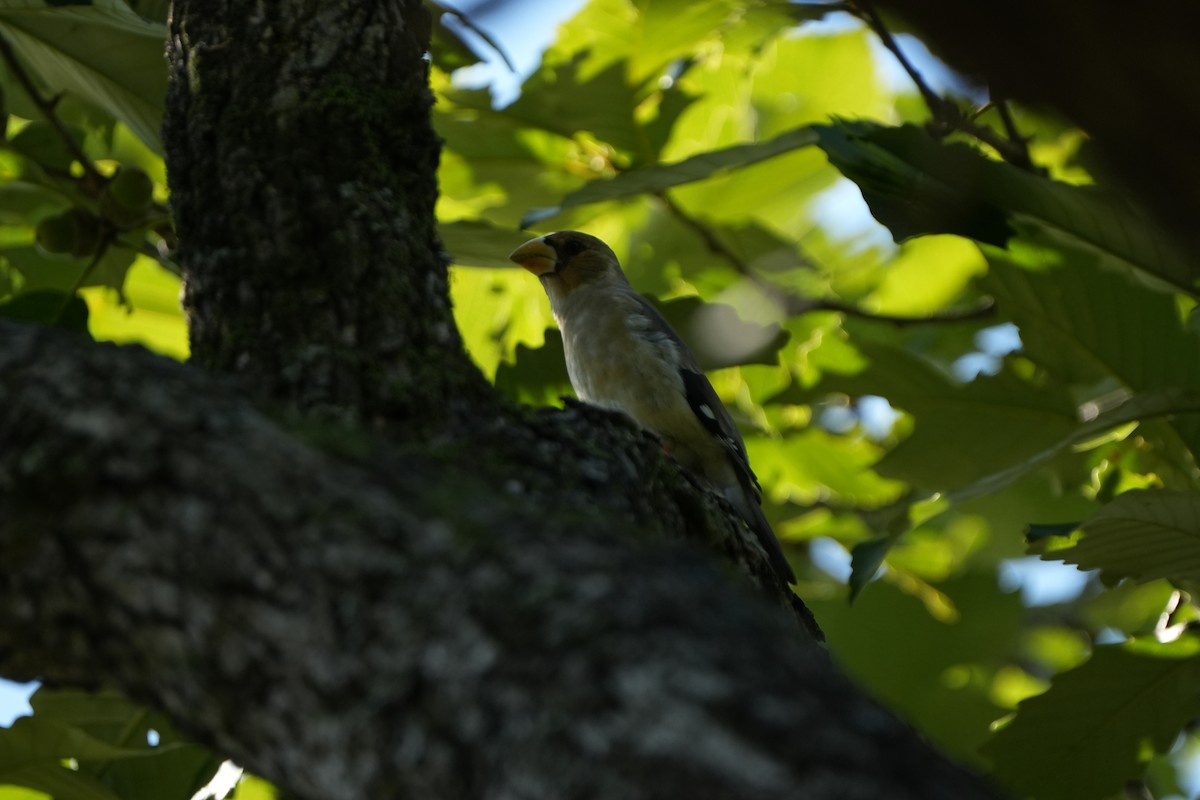 Yellow-billed Grosbeak - ML646827500