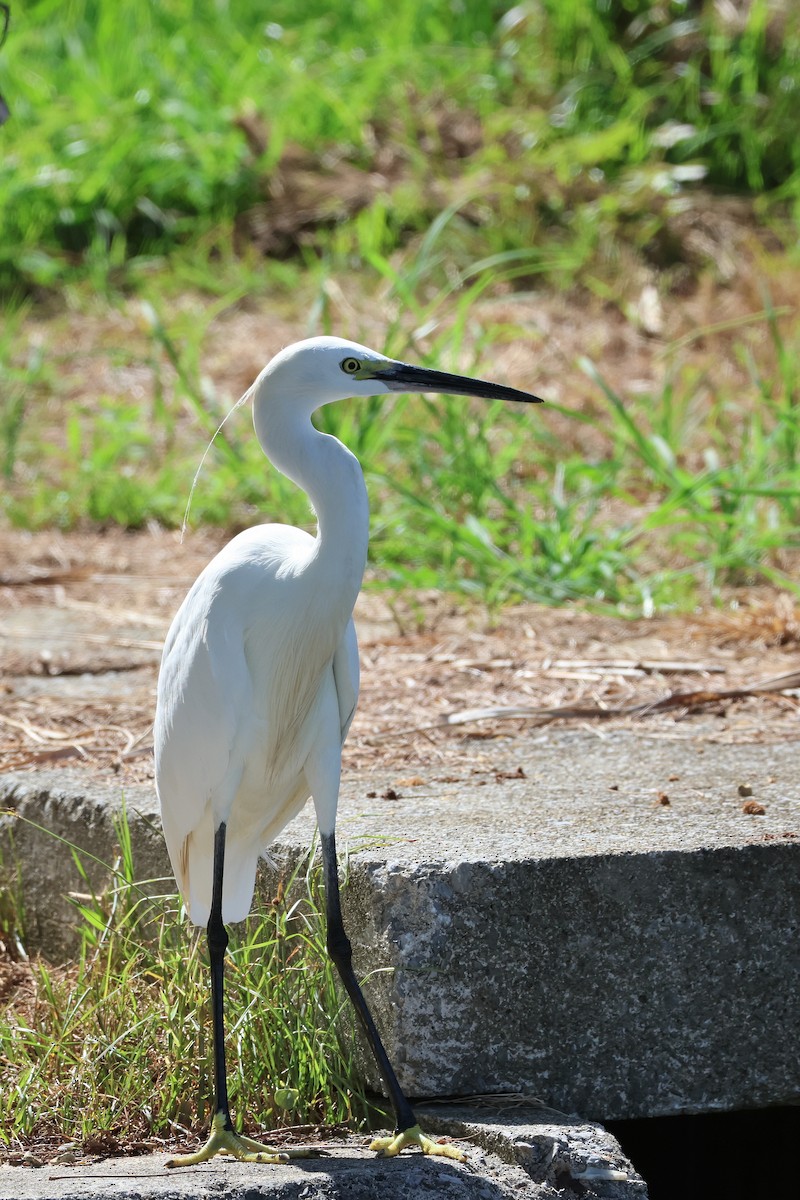 silkehegre - ML646827504