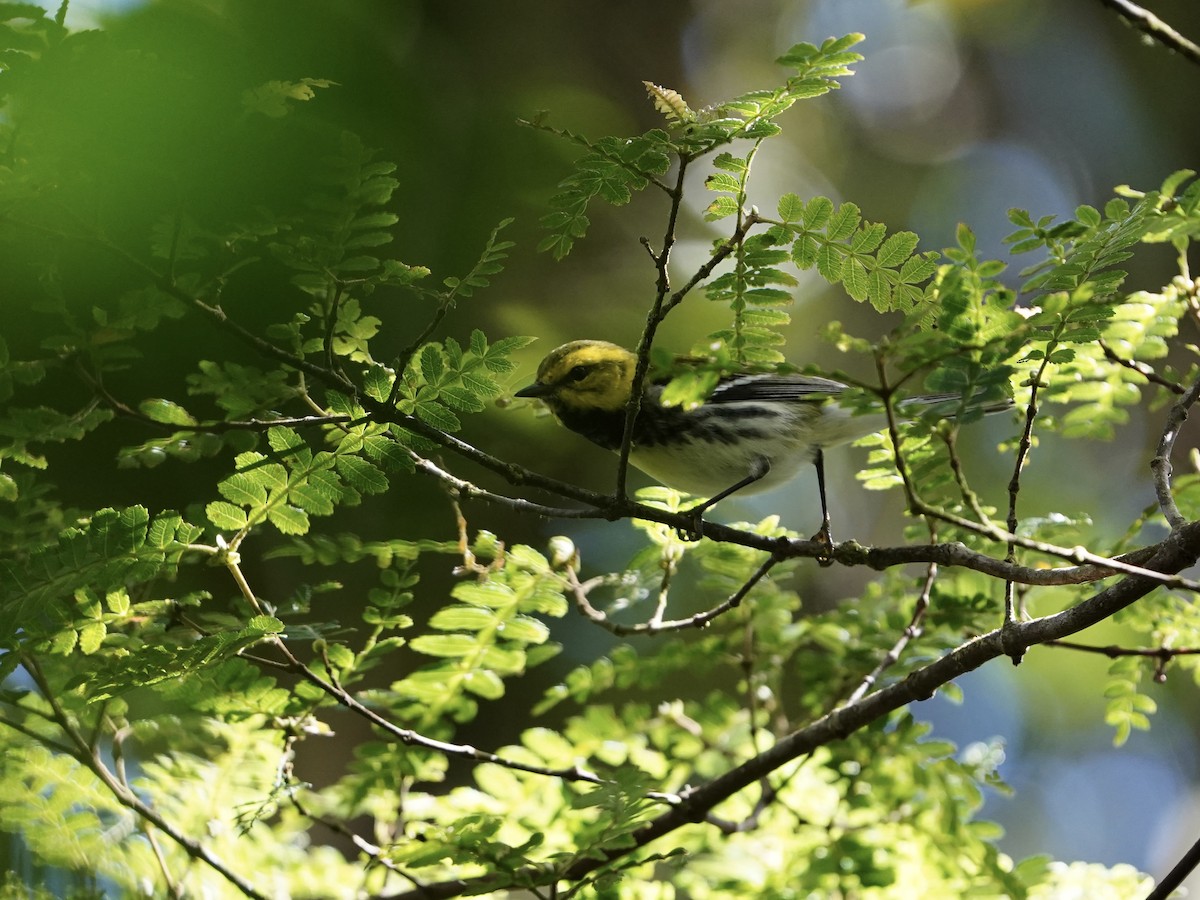 Black-throated Green Warbler - ML646827505