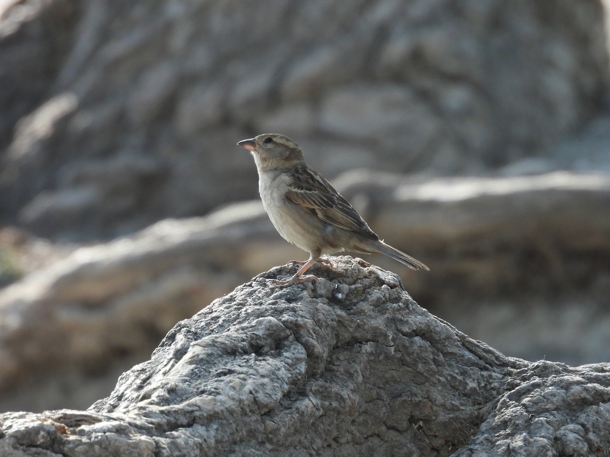 House Sparrow - ML646827506