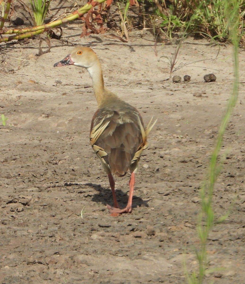 Plumed Whistling-Duck - ML646827508