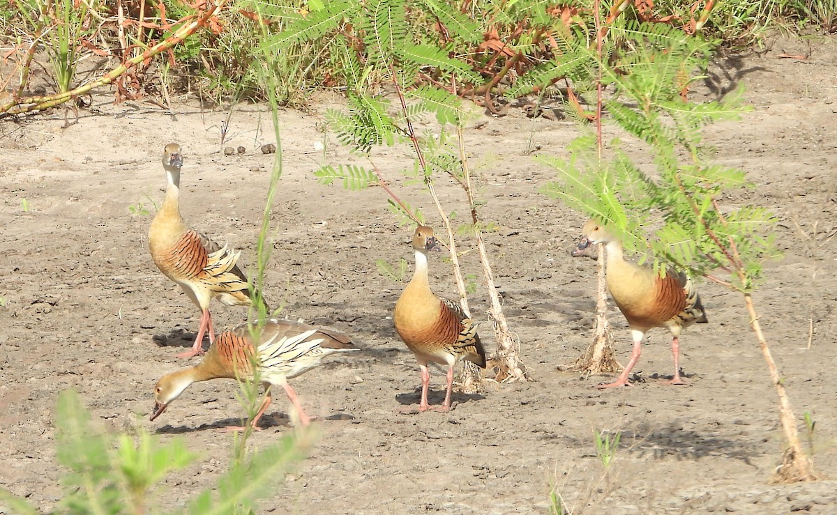 Plumed Whistling-Duck - ML646827509