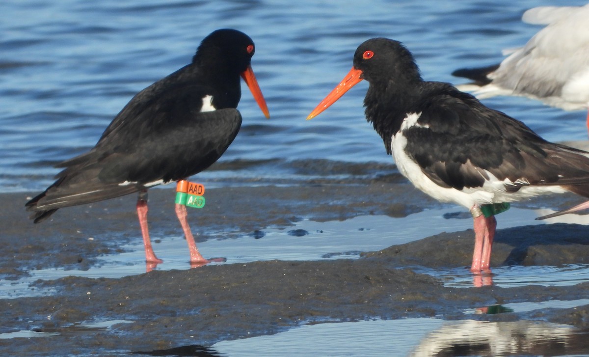 Pied Oystercatcher - ML646827510
