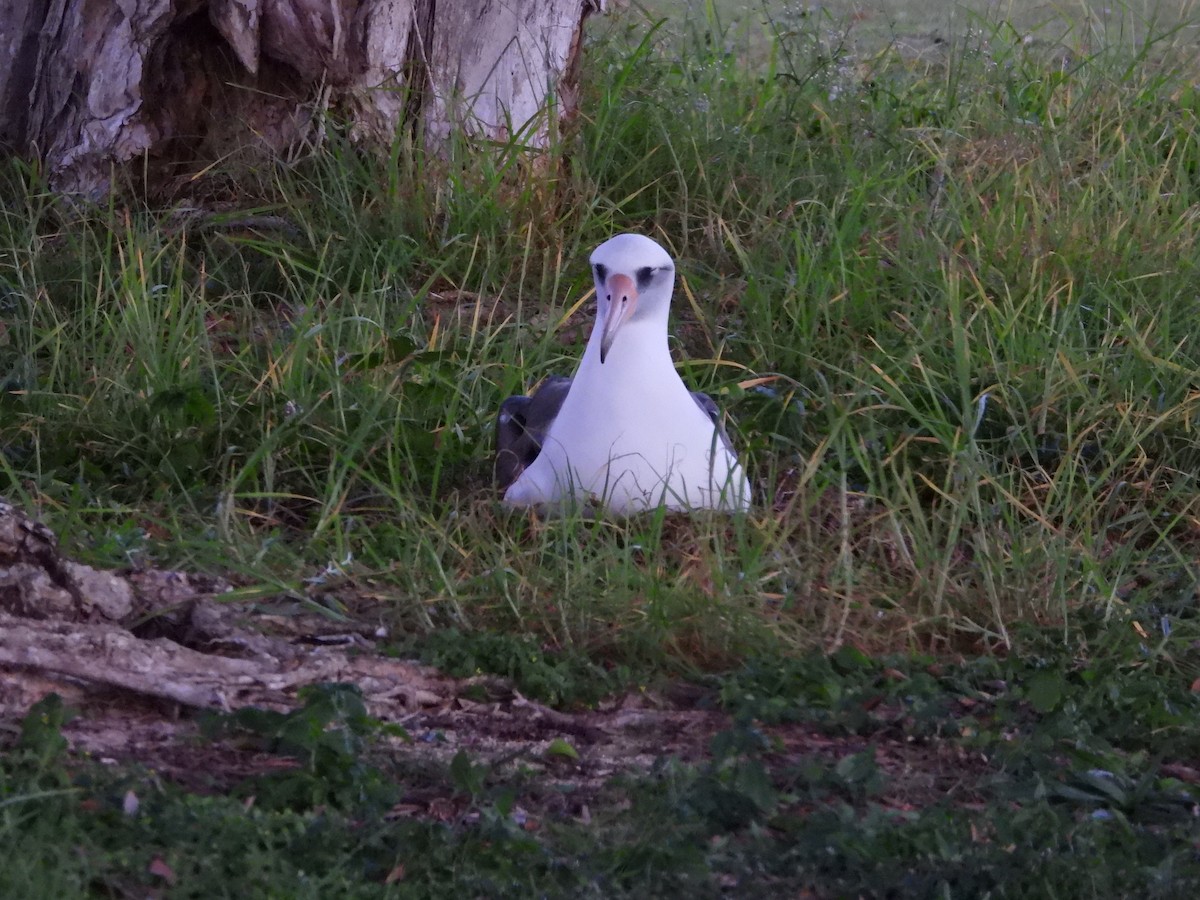 Laysan Albatross - ML646827511