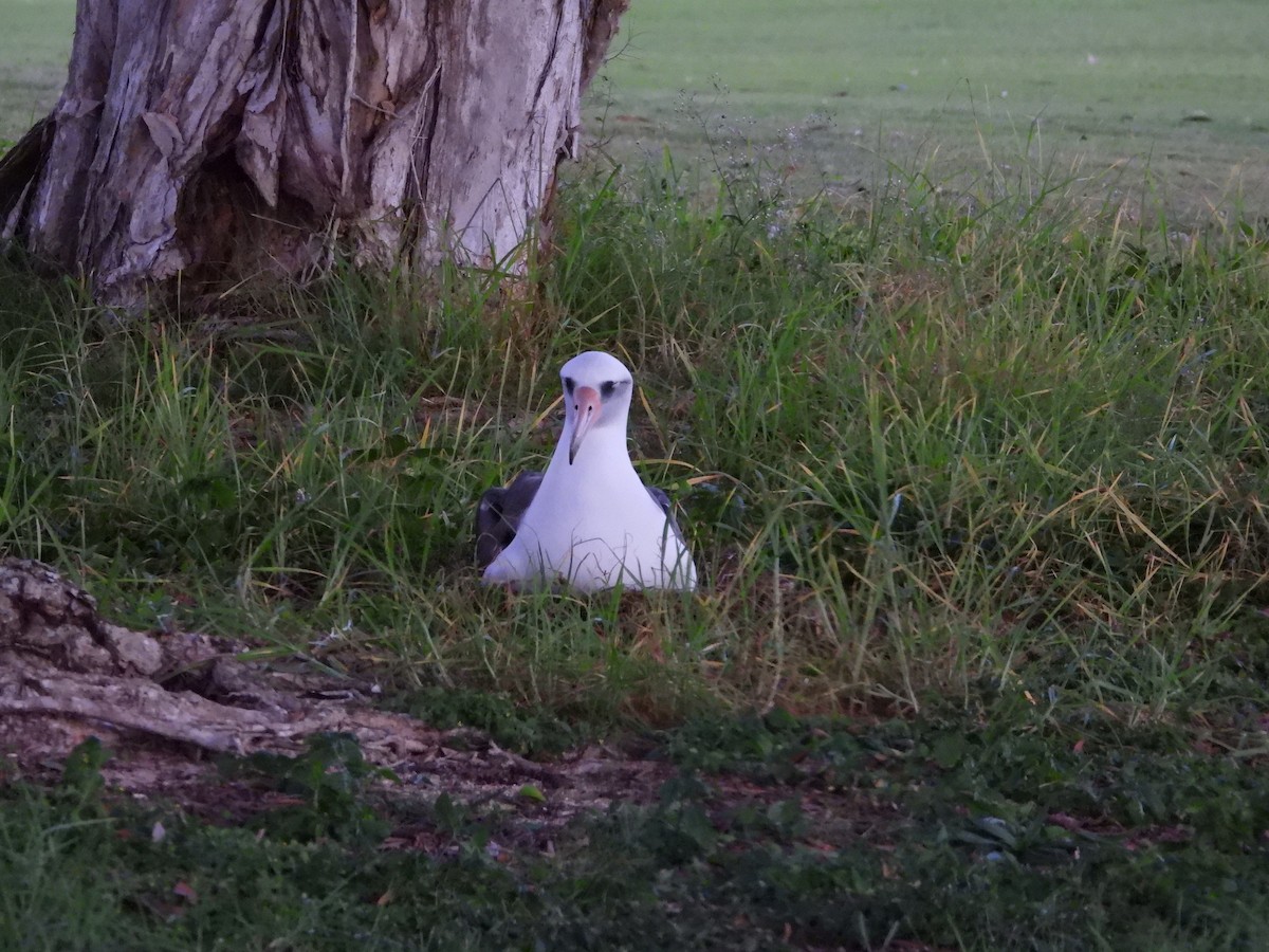 Laysan Albatross - ML646827512