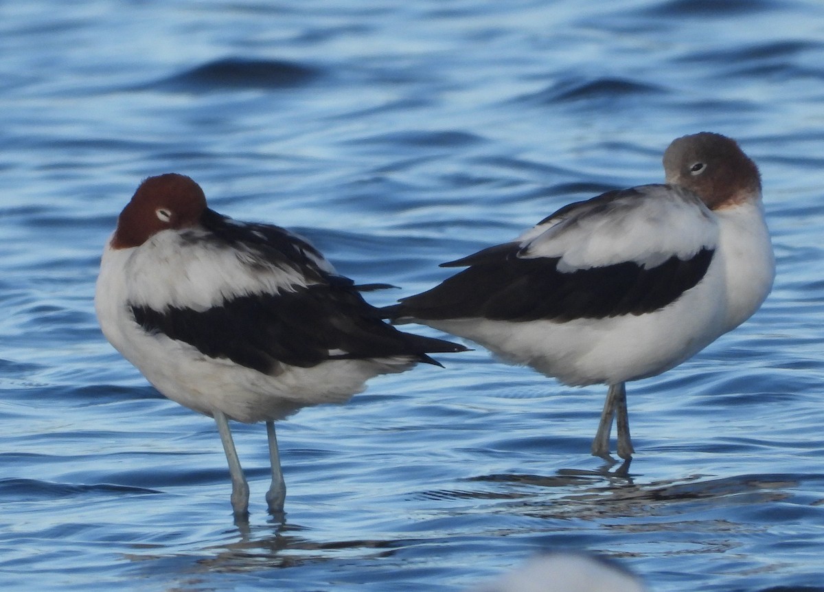 Red-necked Avocet - ML646827513