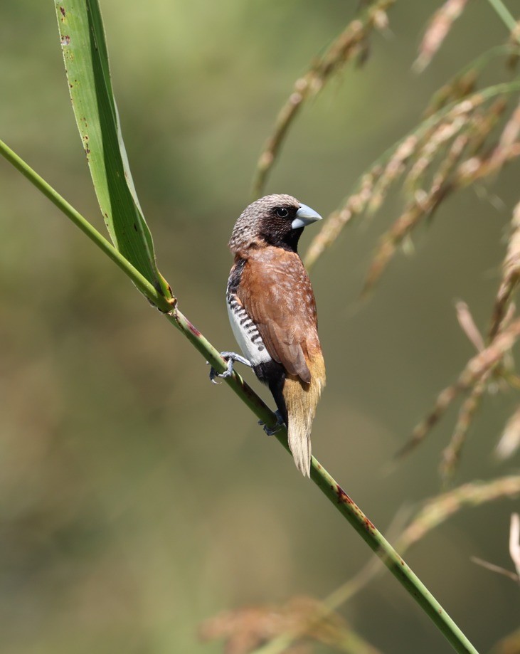 Chestnut-breasted Munia - ML646827514