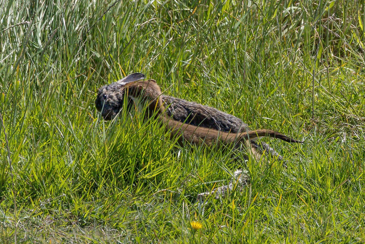 Eurasian Stoat - ML646827515