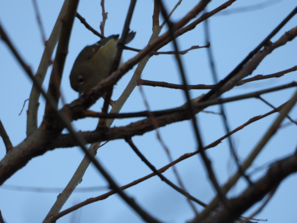 Ruby-crowned Kinglet - ML646827519