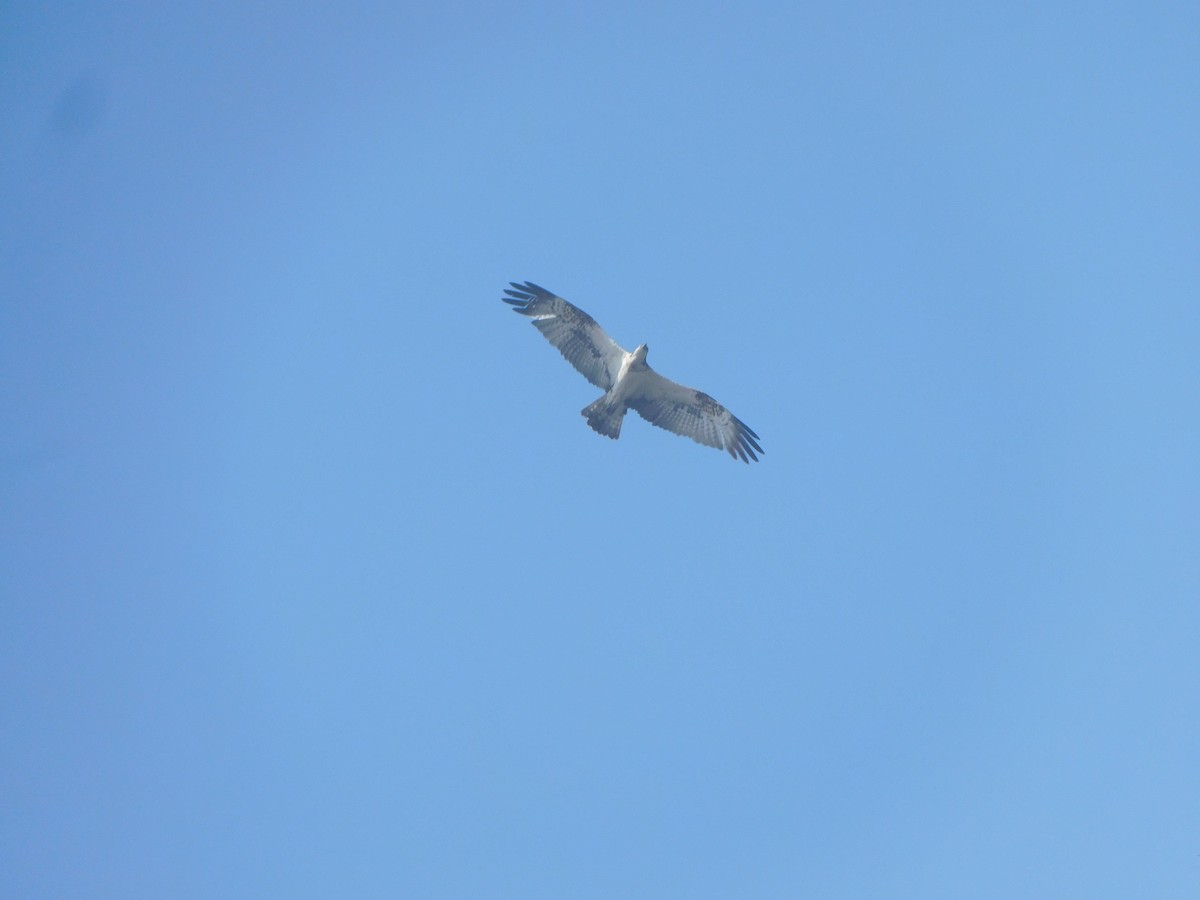 Osprey - ML646827520