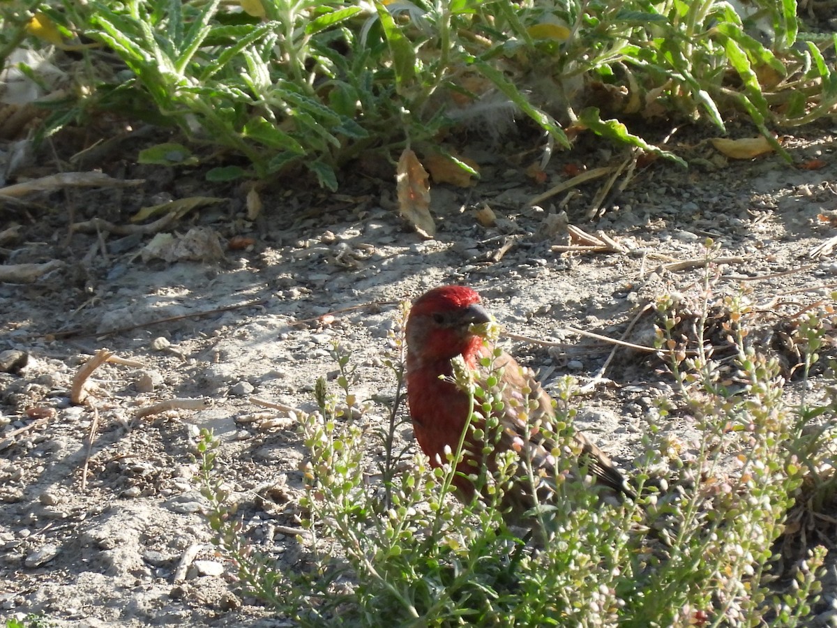 Roselin familier - ML646827521