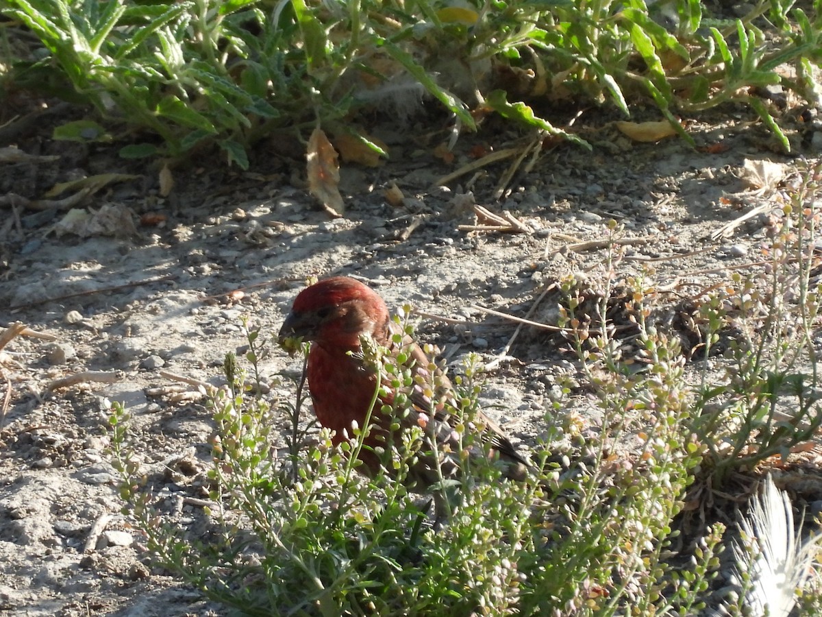 Roselin familier - ML646827522