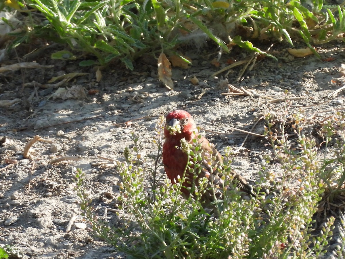 Roselin familier - ML646827523