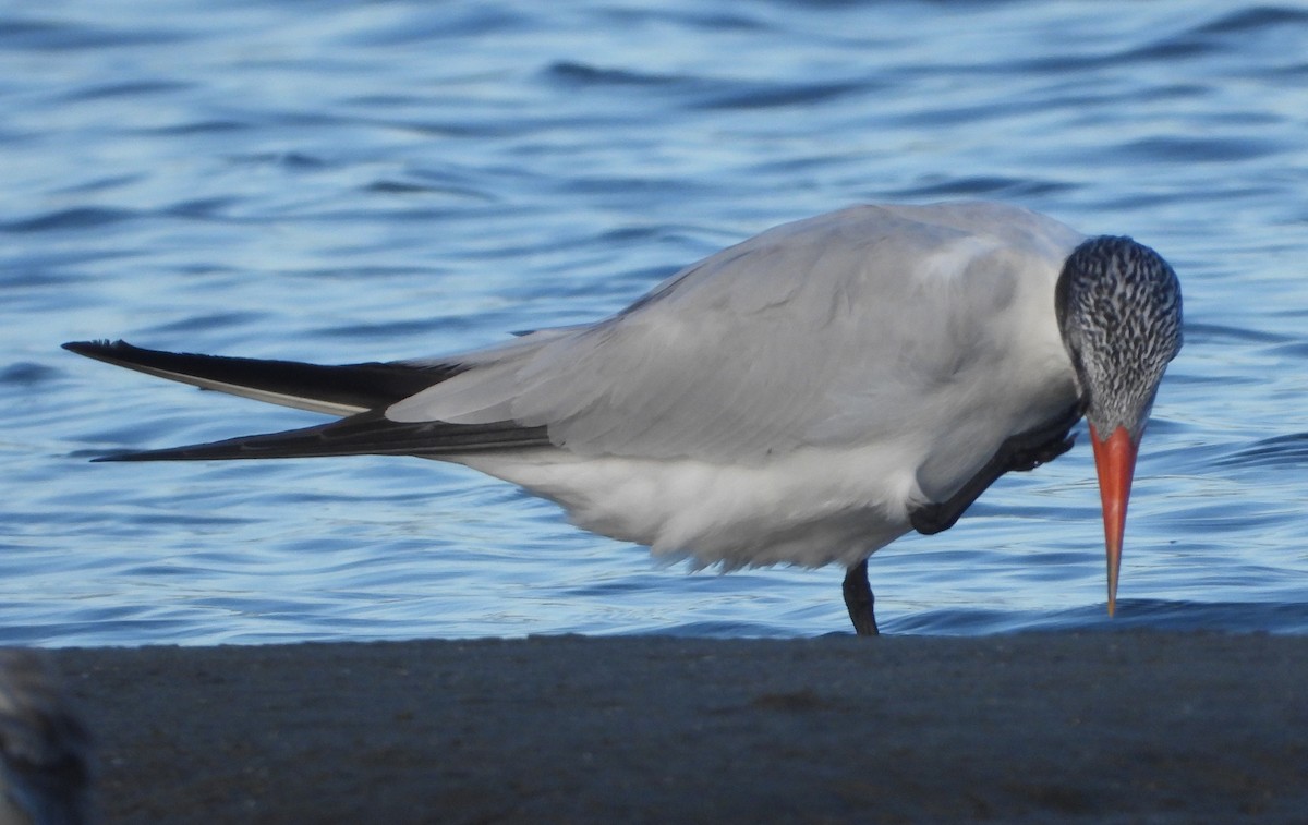 Чеграва - ML646827524