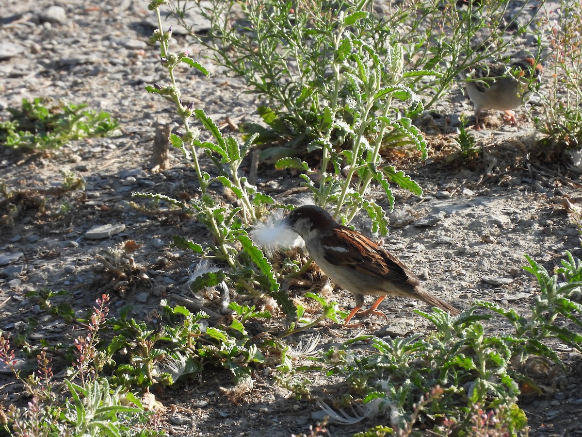 Moineau domestique - ML646827525