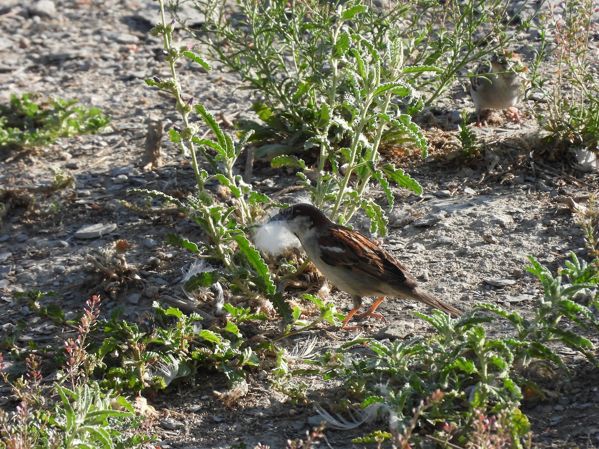 Moineau domestique - ML646827526
