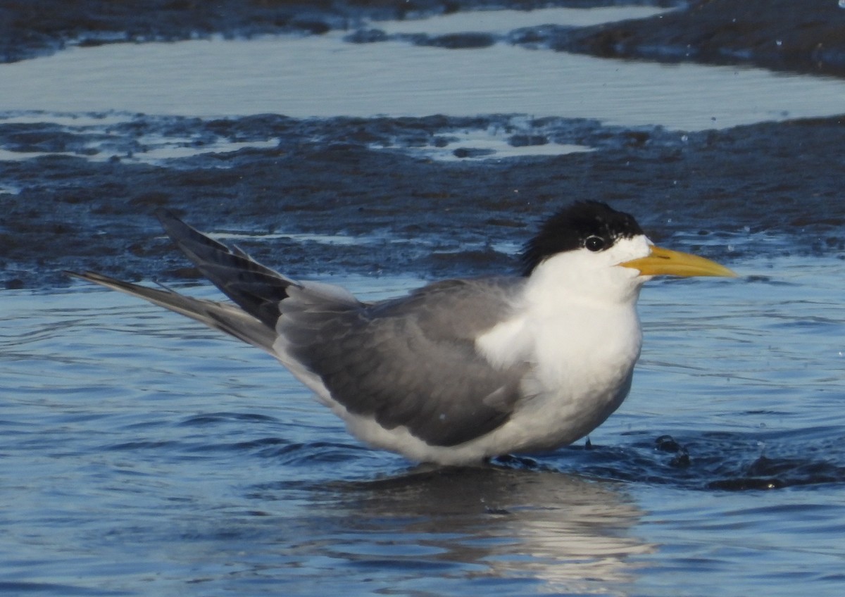 Хохлатая крачка - ML646827527