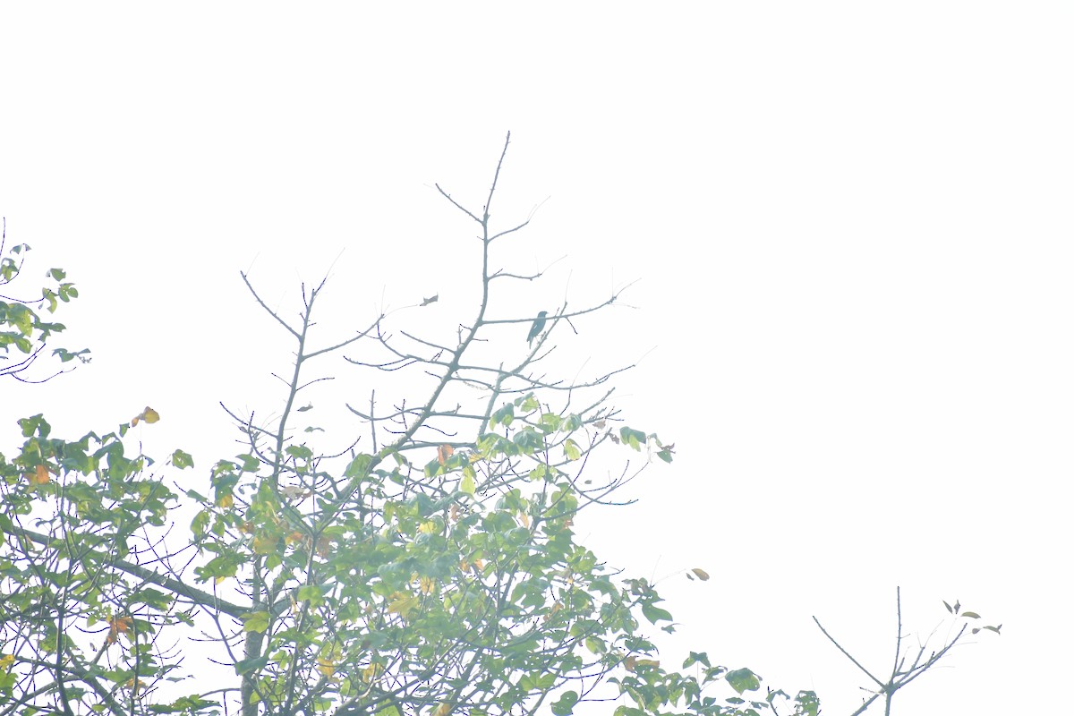 Jungle Myna - ML646827528