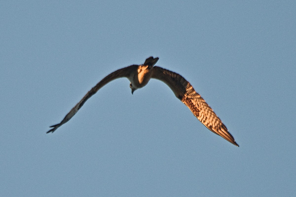 Águila Pescadora (americana) - ML646827529