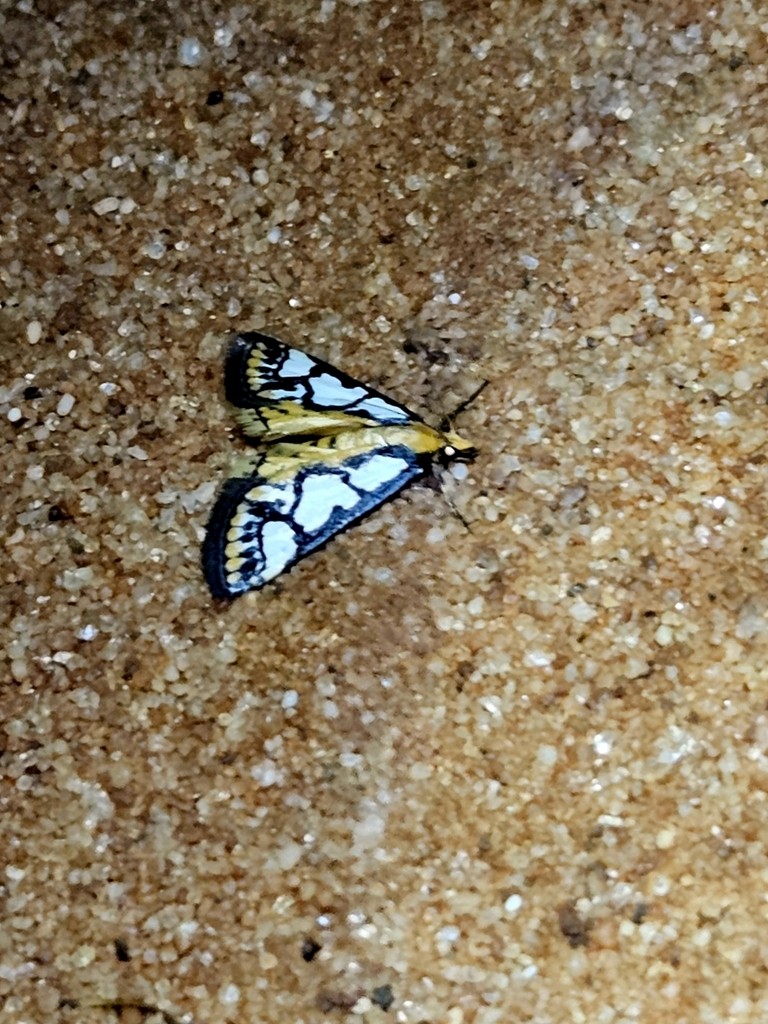 Western Metallarcha Moth - ML646827533