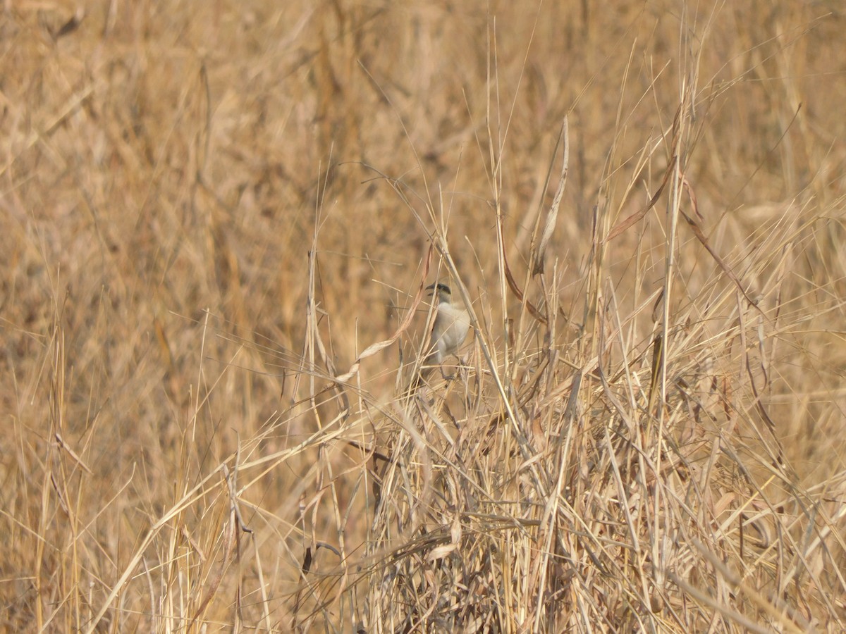 Averla isabellina - ML646827535