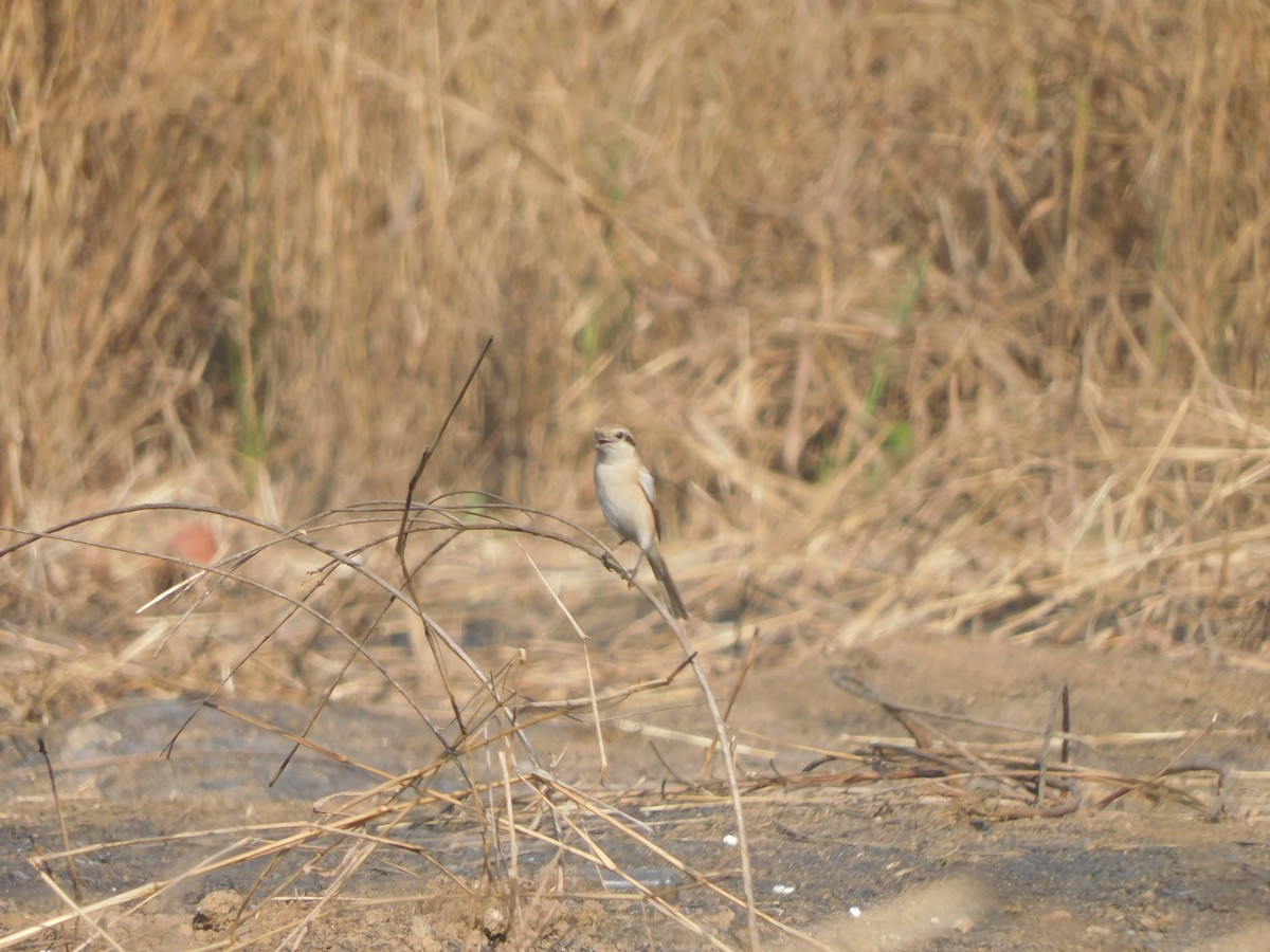 Averla isabellina - ML646827536