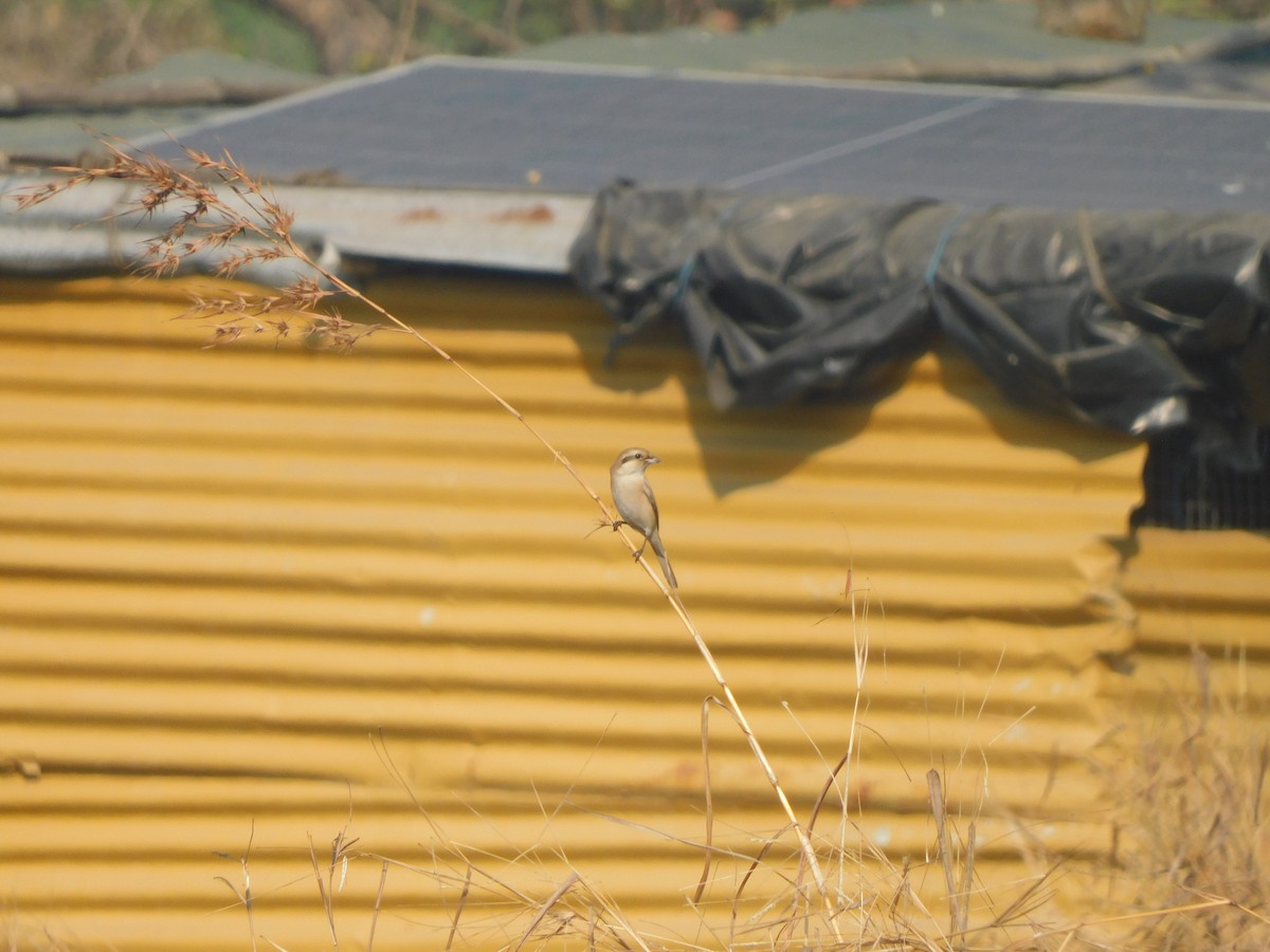 Averla isabellina - ML646827537