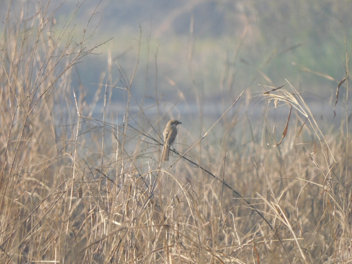 Averla isabellina - ML646827538
