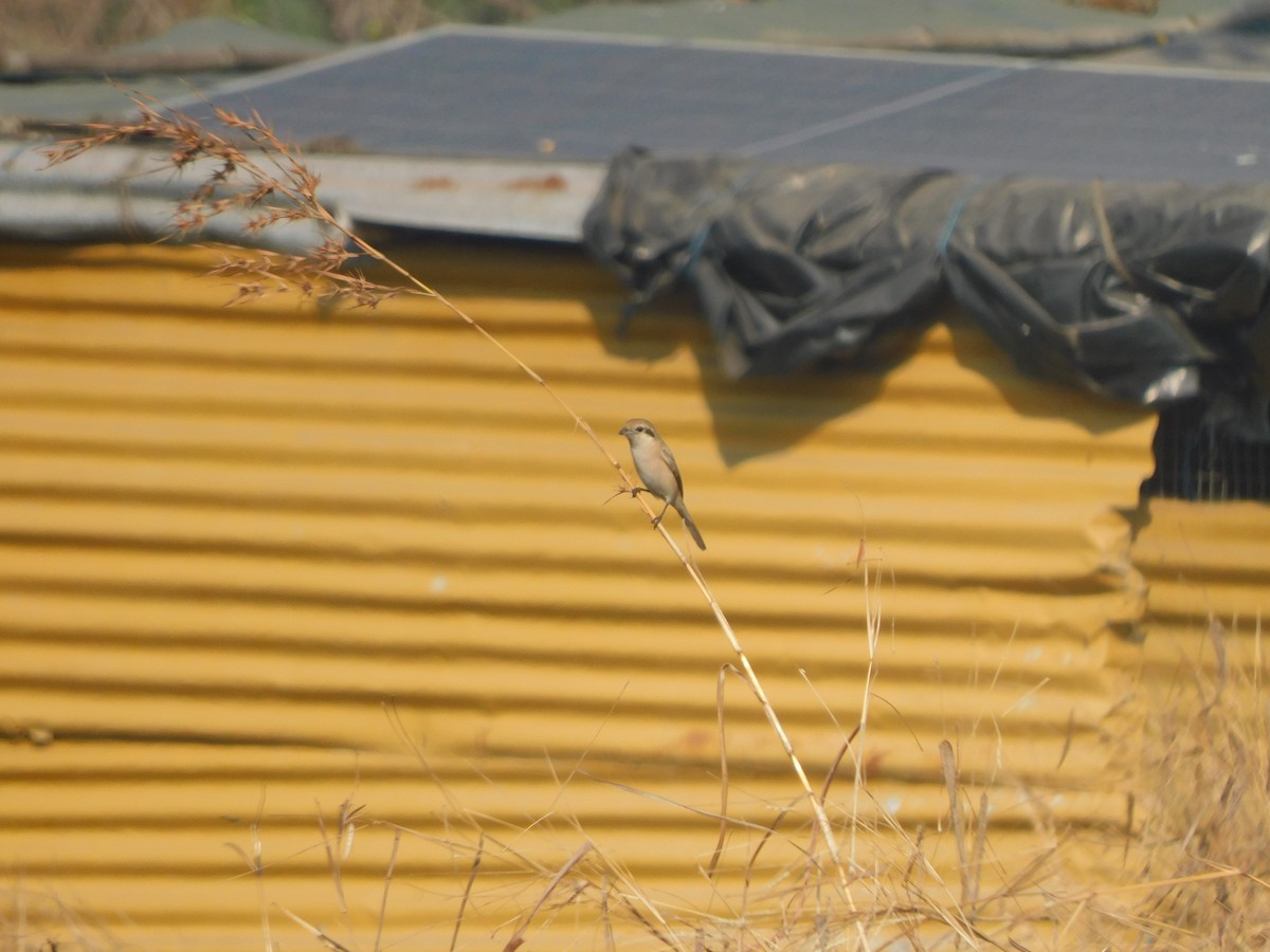 Averla isabellina - ML646827539