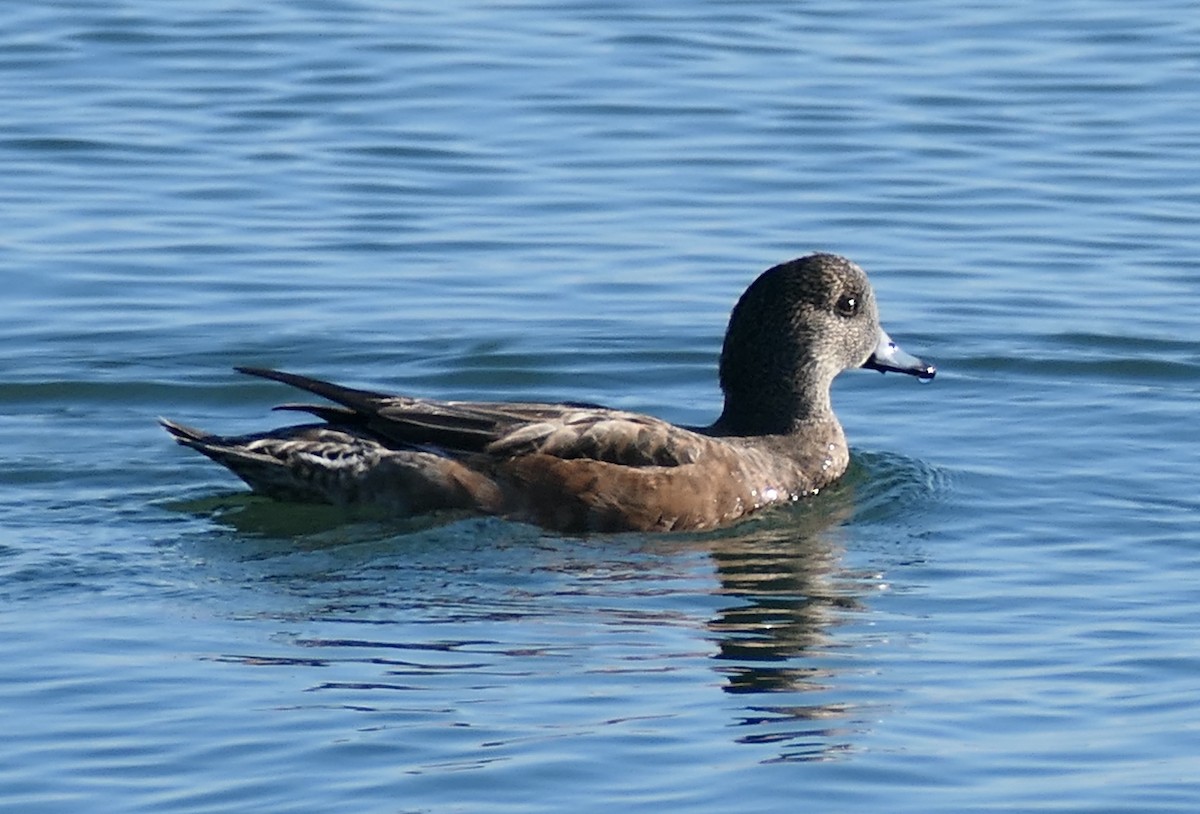 Canard d'Amérique - ML646827540