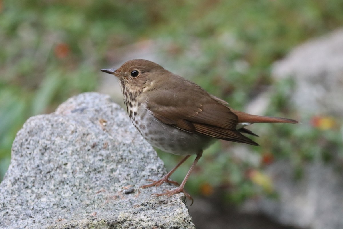 Hermit Thrush - ML646827541
