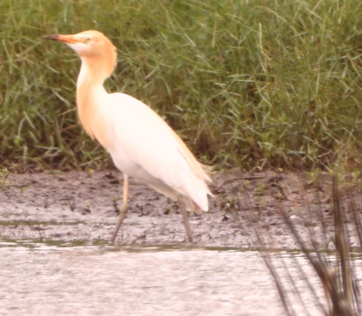Héron de Coromandel - ML646827543