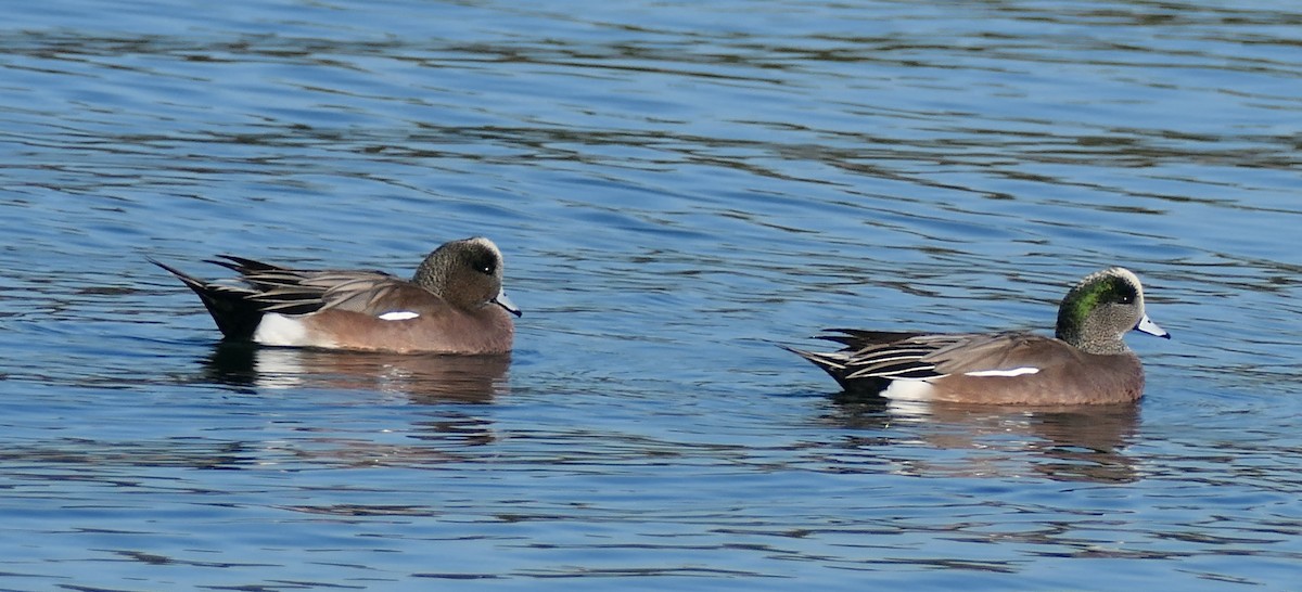 Canard d'Amérique - ML646827544