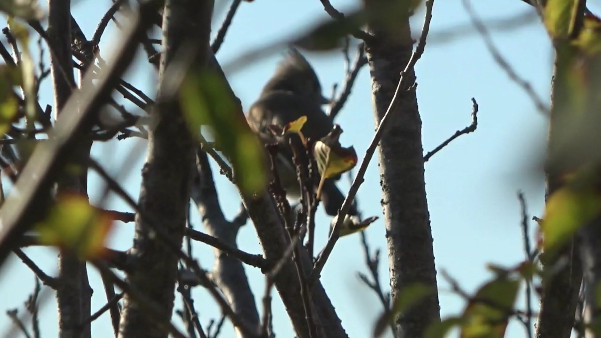 Oak Titmouse - ML646827545