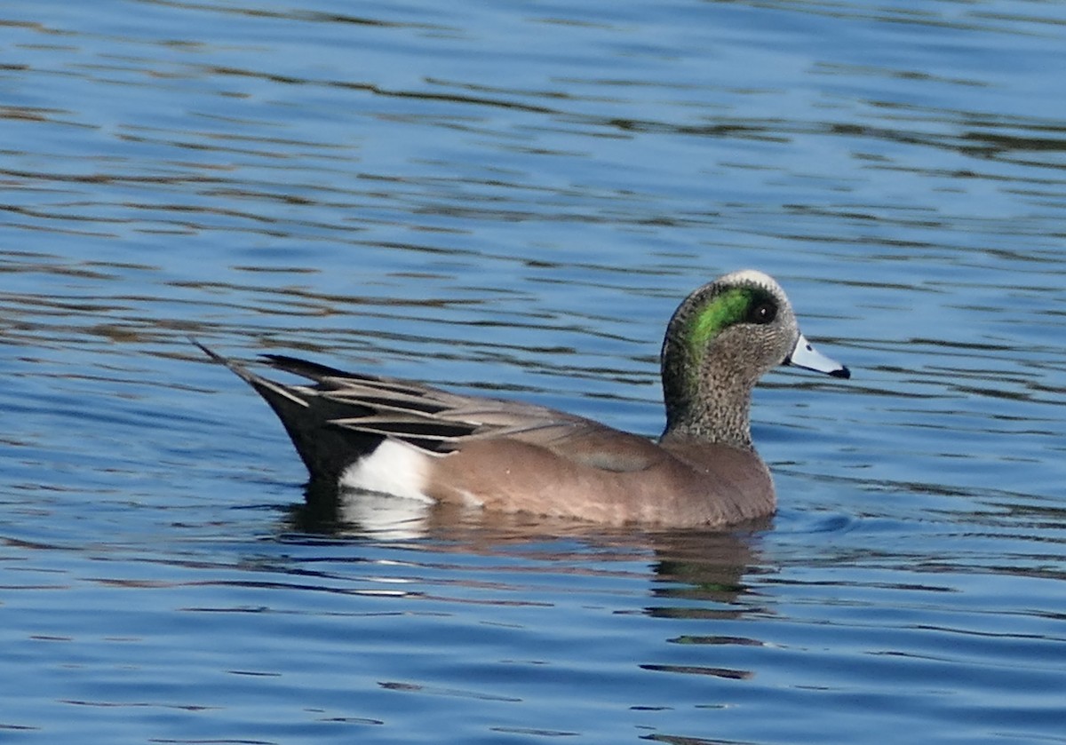 Canard d'Amérique - ML646827546