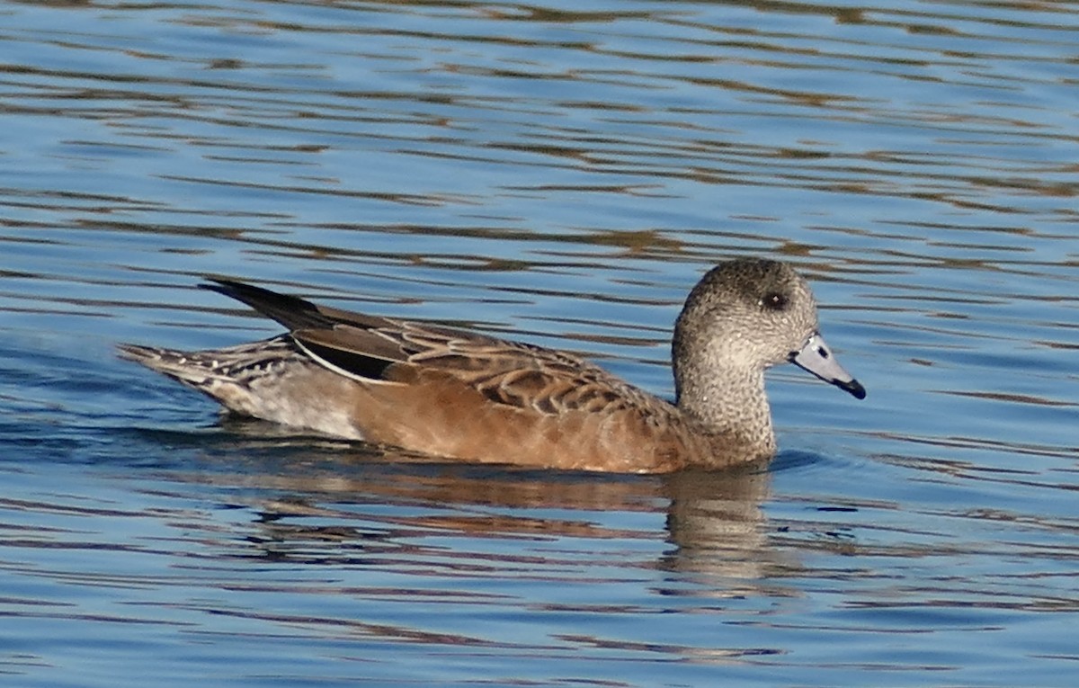 Canard d'Amérique - ML646827547