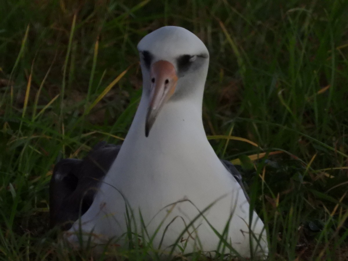 Laysan Albatross - ML646827548