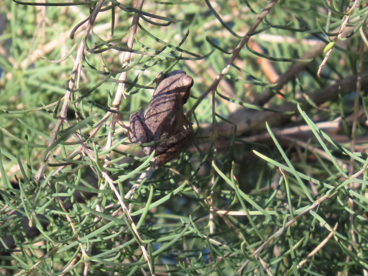 Slender Tree Frog - ML646827549