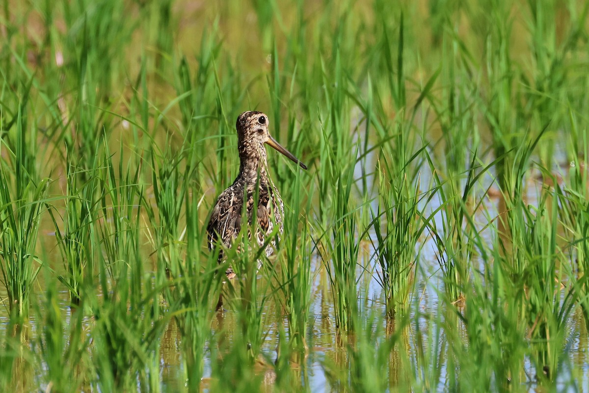 爪哇池鷺 - ML646827550