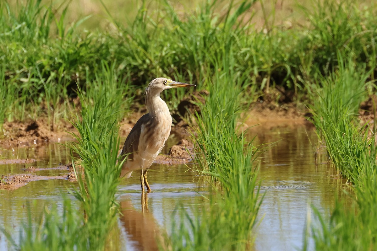 爪哇池鷺 - ML646827551