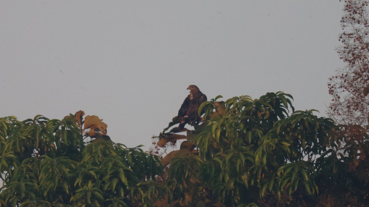 Oriental Honey-buzzard - ML646827552