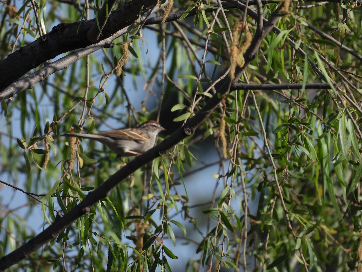 Bruant familier - ML646827555