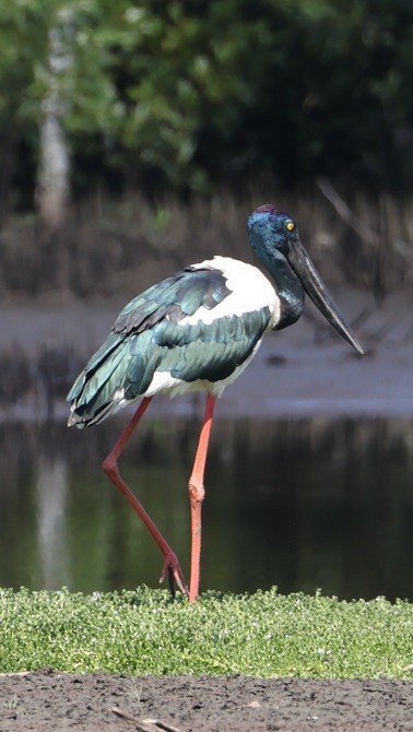 セイタカコウ - ML646827557