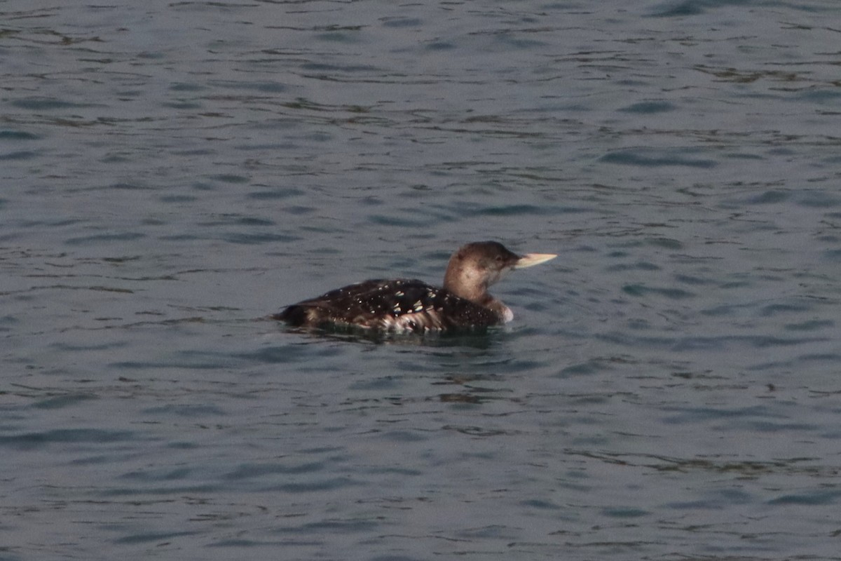 白嘴潛鳥 - ML646827558