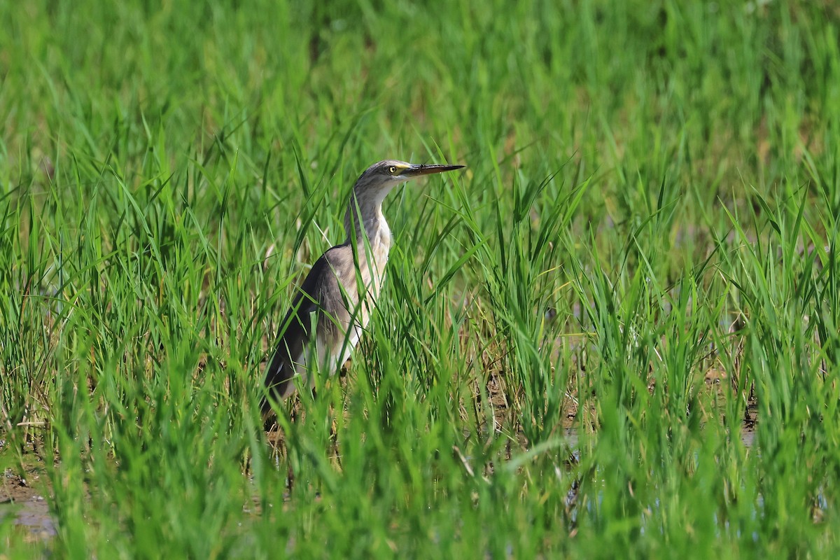 爪哇池鷺 - ML646827559