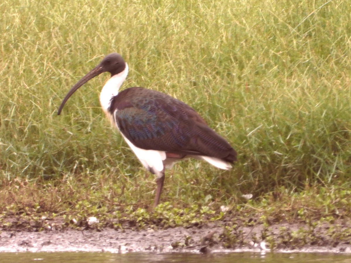 Ibis d'Australie - ML646827560